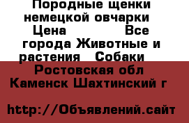 Породные щенки немецкой овчарки › Цена ­ 24 000 - Все города Животные и растения » Собаки   . Ростовская обл.,Каменск-Шахтинский г.